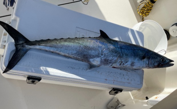 Offshore Fishing Charters Hollywood