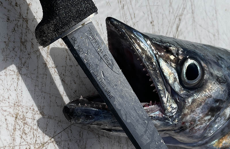 Relentless Fishing Knives